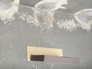 また戻ってきたツバメたち