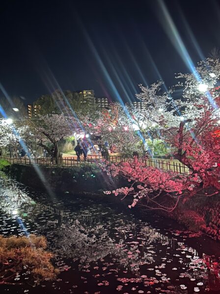 夜桜の道後公園美しきかな