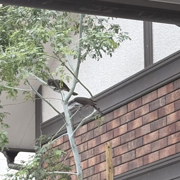 幸せをもたらすヒヨドリ